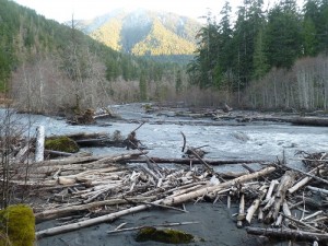 Woody Debris and fine sediment where none existed before the Elwha River dam removal