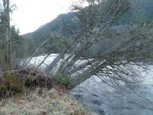 Elwha River changing course and creating a new path